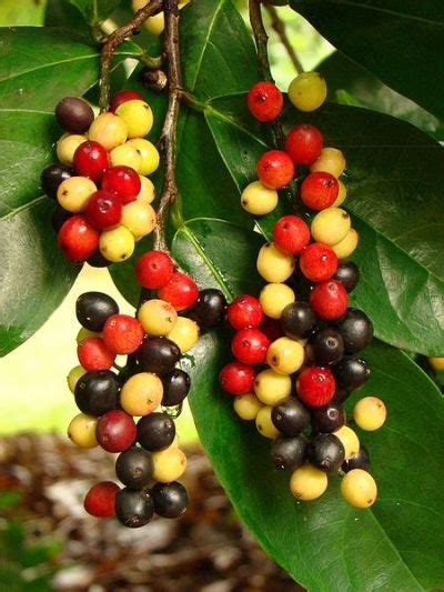 bignay benefits|15 Best Bignay Benefits + Nutritional Facts and Side .